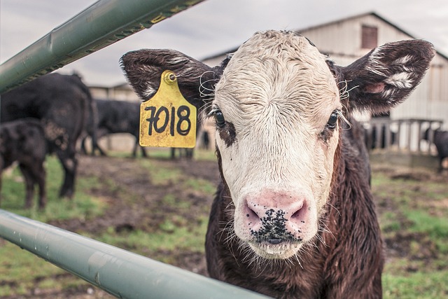 calf 362170 640